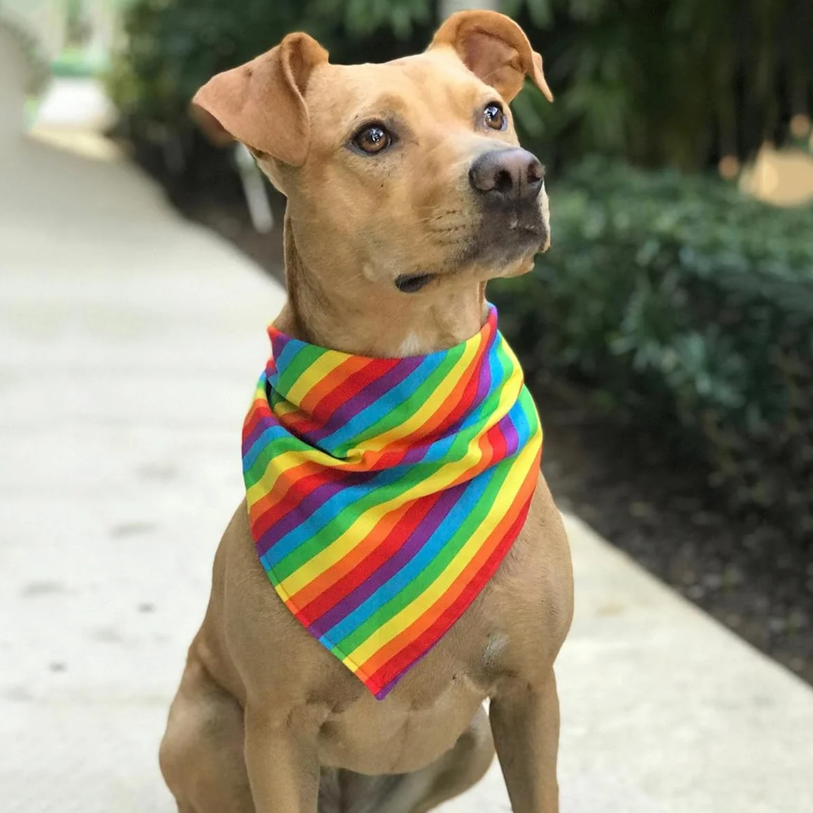 Paquete de 2 bandanas de arcoíris con rayas coloridas, diadema cuadrada del orgullo LGBT, accesorios para hombres y mujeres, disfraz de celebración de fiesta gay, blanco, 1